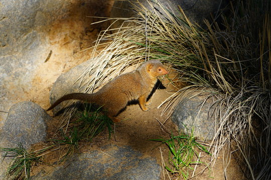 View of a dwarf mongoose (helogale parvula)