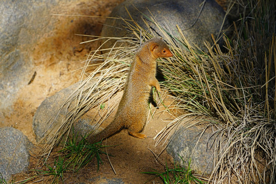 View of a dwarf mongoose (helogale parvula)