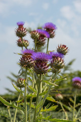 Fototapeta premium artichoke flower in summer garden in Holland