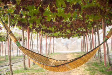 Black grapes, Black grapes farm, Black grapes from Thailand country