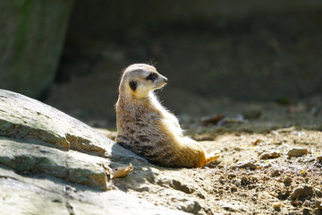 View of a meerkat (suricate Suricata suricatta)