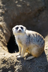 View of a meerkat (suricate Suricata suricatta)