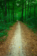 A path with fallen leaves through a green deciduous forest in eastern Poland