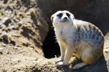 Fototapeta premium View of a meerkat (suricate Suricata suricatta)