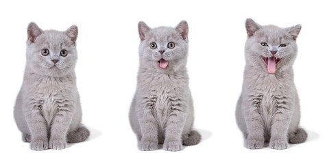 A group of British-bred kittens sit and smile on a white background. The concept of a fun emotion in the frame. © Светлана Акифьева