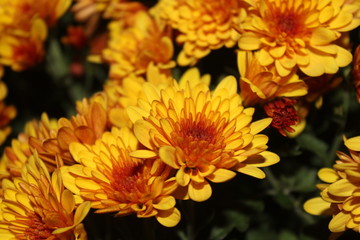 chrysanthèmes