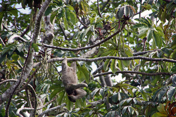 Sloth hangs from a branch in a tree in Costa Rica © Denise