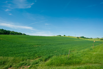 Fototapeta na wymiar green meadow under the blue sky