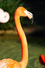 Head of a pink flamingo birds standing on one leg