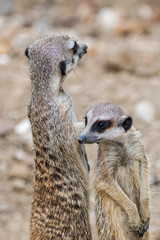 Two alert meerkats / suricates (Suricata suricatta) standing upright and looking around, native to the deserts of southern Africa