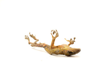 The dead frog was lying on its back on white background