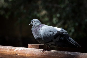 Pigeon