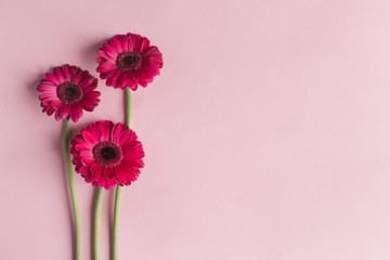 Beautiful pink gerbera flowers on a pastel pink background. Greeting card for valentine's or mother's day. - obrazy, fototapety, plakaty