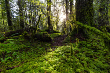 Beautiful Scenic View of the Green and Vibrant Rain Forest during a sunny day after rain fall in wintertime. Taken in Lynn Canyon Park, North Vancouver, British Columbia, Canada.