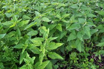 Natural overgrown nettles (Urtica dioica).