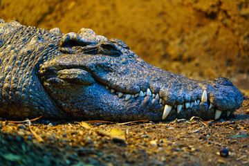 Obraz premium Head and teeth of a Siamese crocodile (Crocodylus Siamensis)