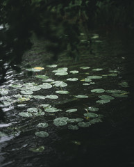 leaves in water