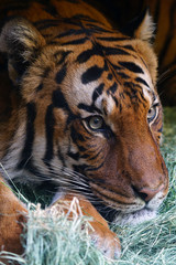 Head of a Malayan tiger (panthera tigris jacksoni)