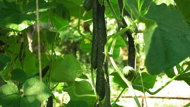 Large ripe green cucumber on branch in dewdrops in greenhouse. Harvest time. Fresh organic vegetables concept. Vegan food