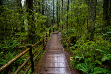 Lynn Canyon Park, North Vancouver, British Columbia, Canada. Beautiful Wooden Path in the Rainforest during a wet and rainy day.