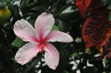 Rosa Hibiskus on Seychelles © Bill Ernest