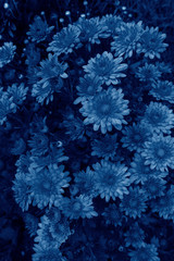 Farbe des Jahres 2020 klassisches Blau. Blühende Chrysanthemenblume im Sommergarten. Schöner natürlicher Hintergrund. Modisches Pantone-Farbtrendkonzept © Tatyana_Andreyeva