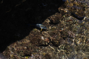 fish in aquarium