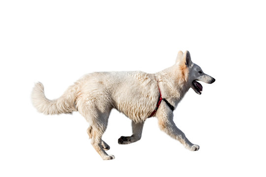 Berger Blanc Suisse / White Swiss Shepherd, white form of German Shepherd dog running against white background