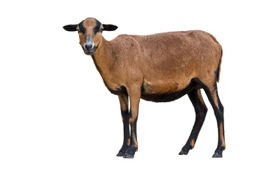 Cameroon dwarf sheep (Ovis aries) ewe, domesticated breed of sheep from West Africa against white background
