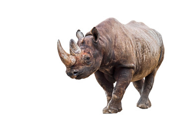 Black rhinoceros (Diceros bicornis), native to eastern and southern Africa against white background