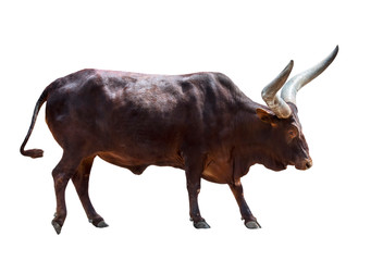 Ankole-Watusi bull, breed of domestic cattle of central Africa with enormous horns against white background