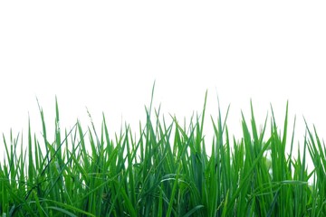 Wild grass plant leaves on white isolated background for green foliage backdrop and copy space 