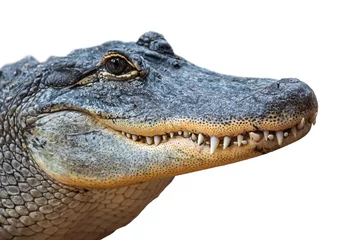 Fototapeten Amerikanischer Alligator/Alligator (Alligator Mississippiensis) Nahaufnahme der geschlossenen Schnauze mit Zähnen vor weißem Hintergrund © Philippe