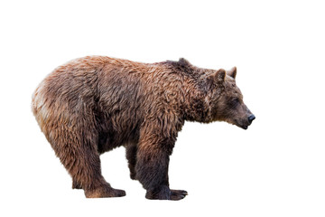 European brown bear (Ursus arctos) against white background