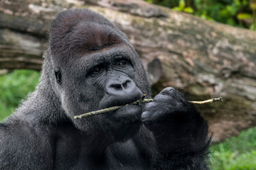 Western lowland gorilla (Gorilla gorilla gorilla) close-up of male silverback chewing on twig