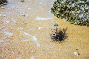 Sea Urchin on Rock Near Ocean Background,Sea urchins on a stone,Black sea urchin (Arbacia lixula) on the sea floo,Black sea urchin,The black sea urchin has an ocean backdrop.