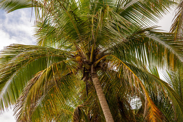 Obraz premium Plage de grande Anse Basse Terre Guadeloupe France