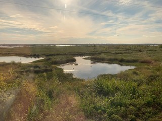 Bayou in Louisianna USA
