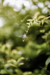 Flores y Plantas 