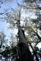 Fototapeta na wymiar Souto da Retorta, also known as the Chavin eucalyptus, in Vivero, Galicia. Spain. Europe.