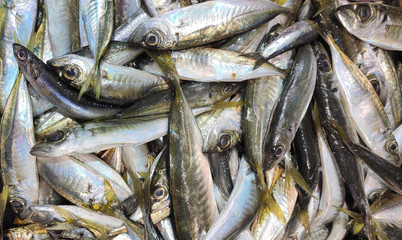 Fototapeta premium fresh fish at the market
