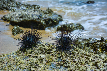 Naklejka na ściany i meble Sea Urchin on Rock Near Ocean Background,Sea urchins on a stone,Black sea urchin (Arbacia lixula) on the sea floo,Black sea urchin,The black sea urchin has an ocean backdrop.