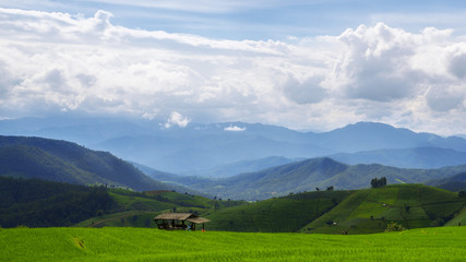 Fototapeta na wymiar The beautiful green rice terrace with a little cabin. Baan Pa Bong Piang/Chiangmai/Thailand