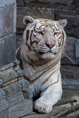 White tiger (Panthera tigris) pigmentation variant of the Bengal tiger, resting in front of temple, native to India