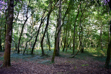 Fototapeta premium Souto da Retorta, also known as the Chavin eucalyptus, in Vivero, Galicia. Spain. Europe.