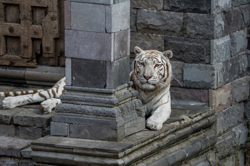 White tiger / bleached tiger (Panthera tigris) pigmentation variant of the Bengal tiger, resting in front of temple, native to India