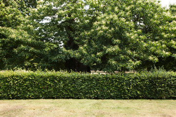 View of hedge and trees in park