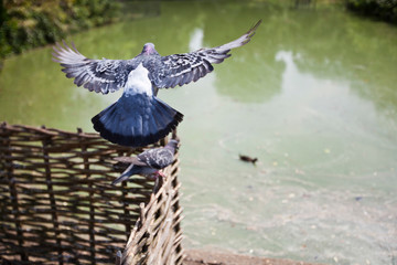 Rear view of pigeon flying above pond © MDBPIXS
