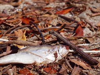 Dead fish on a dried up beach