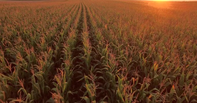 Aerial view of green corn land . countryside from above. Plant in growth. Golden hour, sunset.